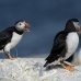 puffin_atlantic_msi_h_1133_can0753.jpg